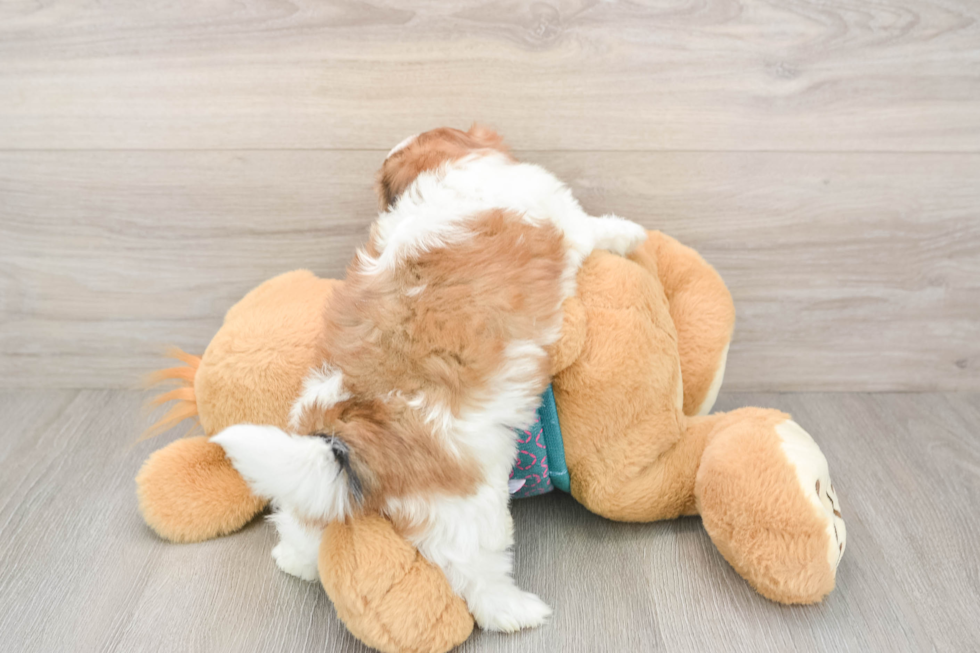 Happy Teddy Bear Baby