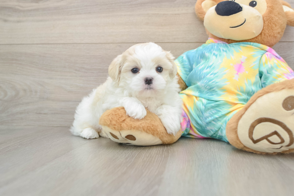 Best Teddy Bear Baby