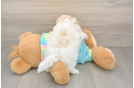 Best Teddy Bear Baby