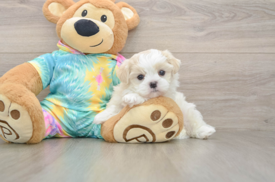 Small Teddy Bear Baby