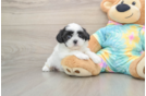 Teddy Bear Pup Being Cute