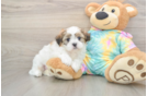 Teddy Bear Puppy for Adoption