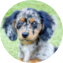 Mini Doxiedoodle Puppy For Sale - Lone Star Pups Mini Doxiedoodle Puppy For Sale - Lone Star Pups