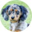 Mini Doxiedoodle Puppies For Sale - Lone Star Pups Mini Doxiedoodle Puppies For Sale - Lone Star Pups