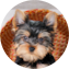 Yorkshire Terrier Puppy For Sale - Lone Star Pups Yorkshire Terrier Puppy For Sale - Lone Star Pups