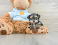 6 week old Yorkie Chon Puppy For Sale - Lone Star Pups