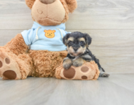 6 week old Yorkie Chon Puppy For Sale - Lone Star Pups