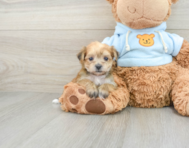 6 week old Yorkie Chon Puppy For Sale - Lone Star Pups