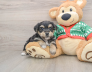 5 week old Yorkie Chon Puppy For Sale - Lone Star Pups