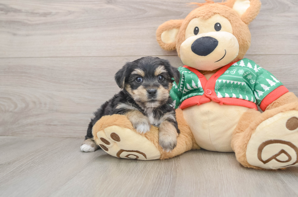 5 week old Yorkie Chon Puppy For Sale - Lone Star Pups