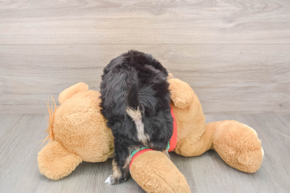 Playful Yo Chon Designer Puppy