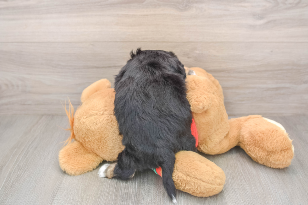 Popular Yorkie Chon Designer Pup