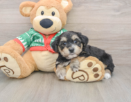 5 week old Yorkie Chon Puppy For Sale - Lone Star Pups