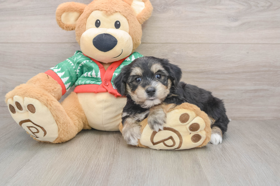 5 week old Yorkie Chon Puppy For Sale - Lone Star Pups