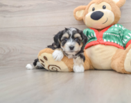 5 week old Yorkie Chon Puppy For Sale - Lone Star Pups