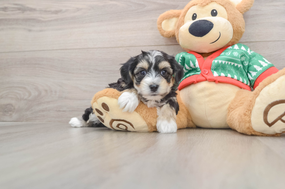 5 week old Yorkie Chon Puppy For Sale - Lone Star Pups