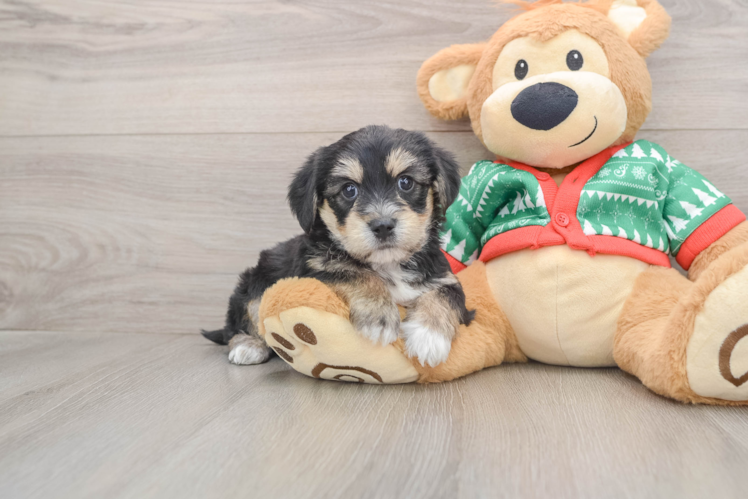 Yorkie Chon Pup Being Cute