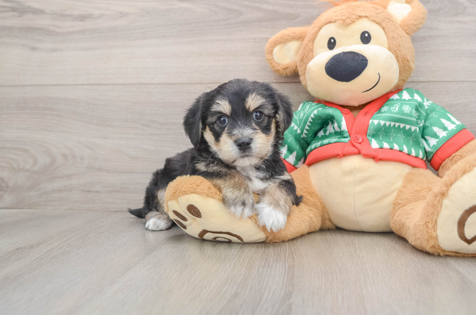 5 week old Yorkie Chon Puppy For Sale - Lone Star Pups
