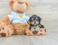 7 week old Yorkie Chon Puppy For Sale - Lone Star Pups