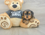 5 week old Yorkie Chon Puppy For Sale - Lone Star Pups