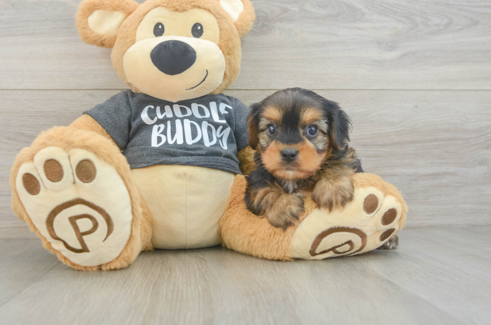 7 week old Yorkie Chon Puppy For Sale - Lone Star Pups