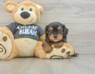 5 week old Yorkie Chon Puppy For Sale - Lone Star Pups