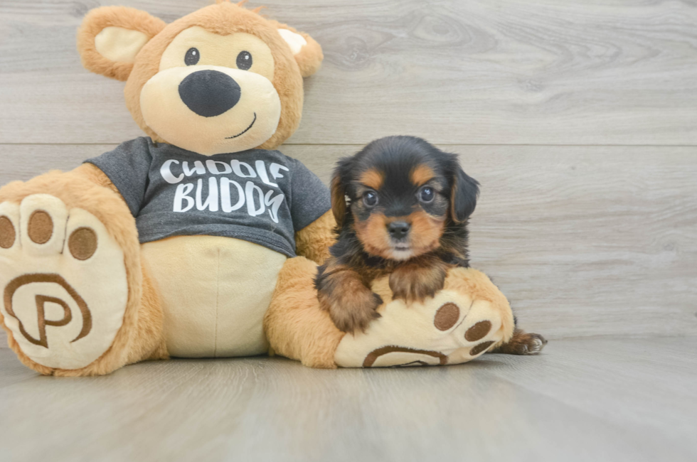 7 week old Yorkie Chon Puppy For Sale - Lone Star Pups