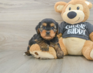 5 week old Yorkie Chon Puppy For Sale - Lone Star Pups