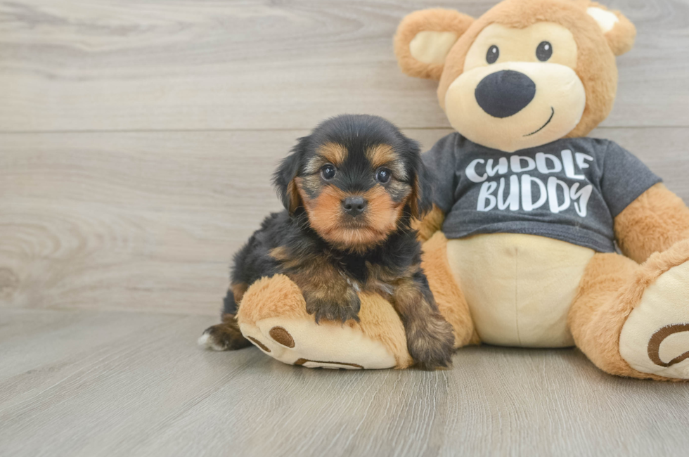 7 week old Yorkie Chon Puppy For Sale - Lone Star Pups