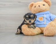 6 week old Yorkie Chon Puppy For Sale - Lone Star Pups
