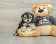 5 week old Yorkie Chon Puppy For Sale - Lone Star Pups