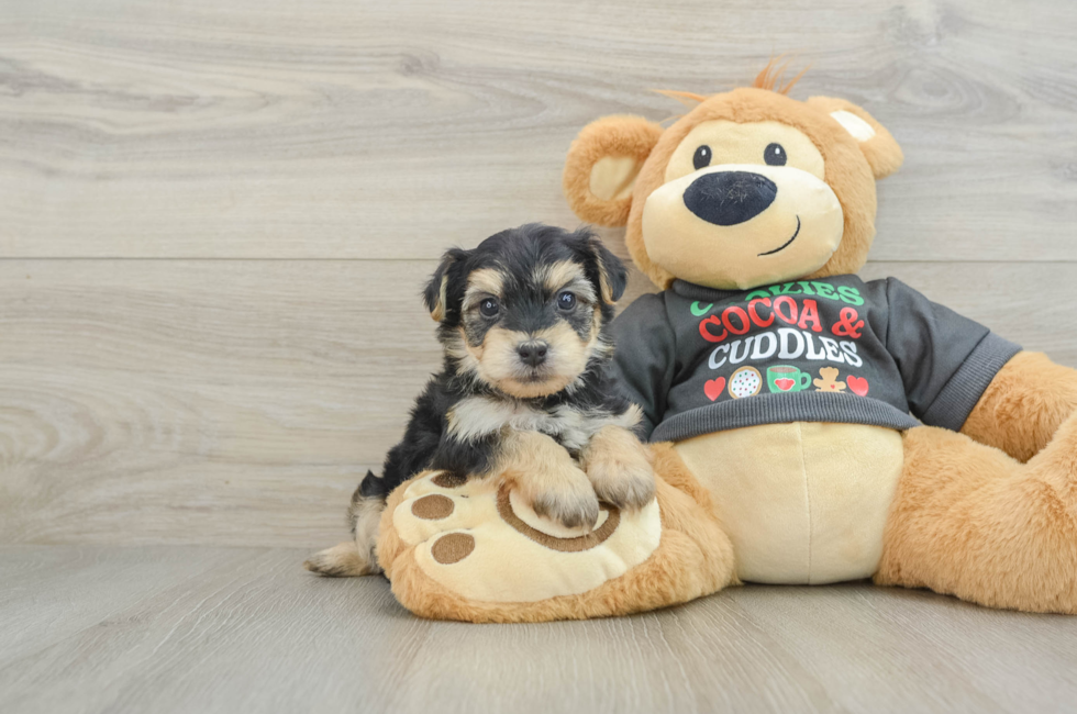 5 week old Yorkie Chon Puppy For Sale - Lone Star Pups