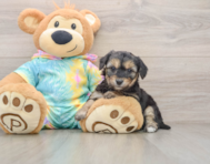 5 week old Yorkie Chon Puppy For Sale - Lone Star Pups