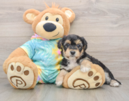 5 week old Yorkie Chon Puppy For Sale - Lone Star Pups