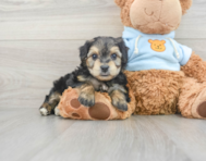 5 week old Yorkie Chon Puppy For Sale - Lone Star Pups