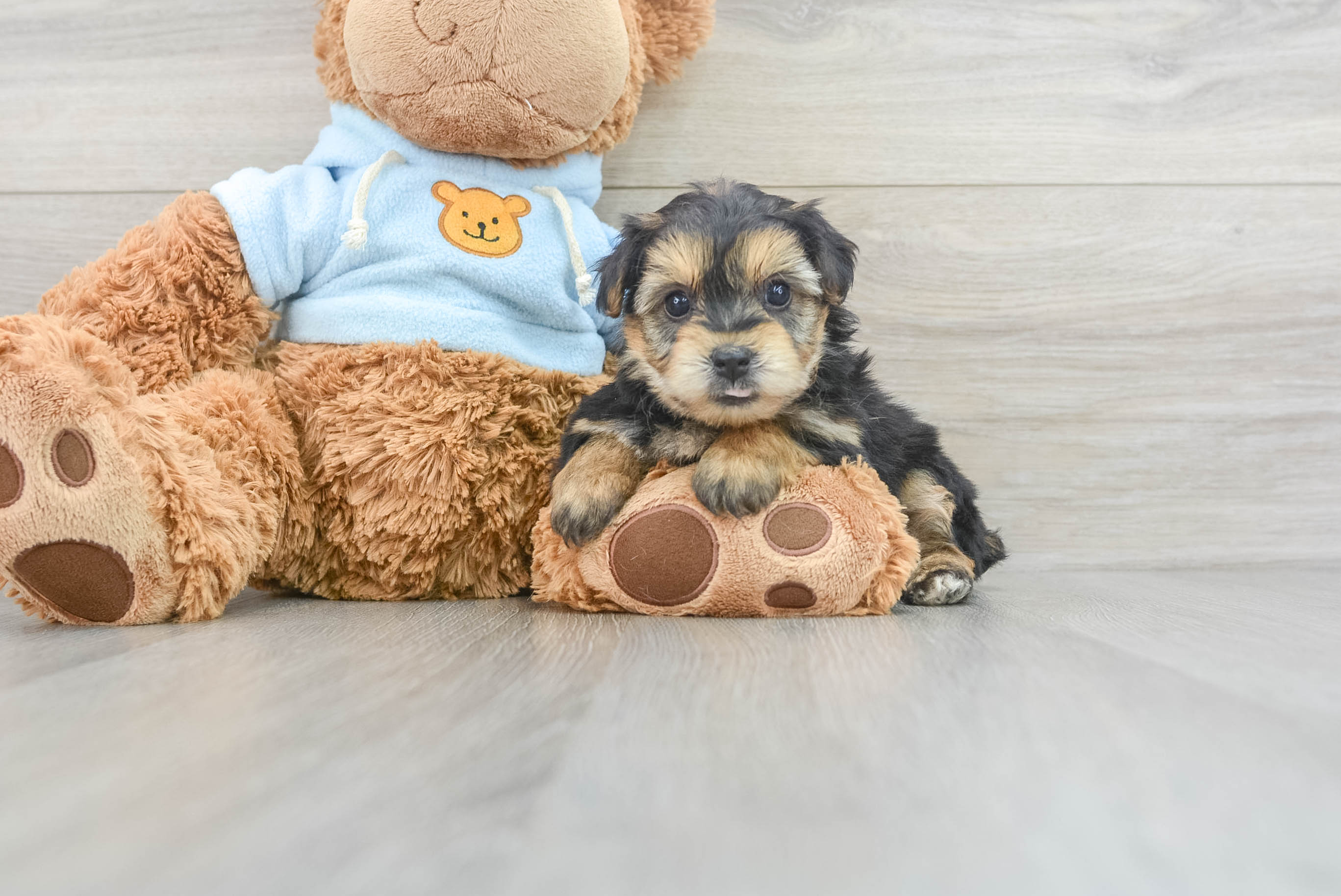 Small Yorkie Chon Baby