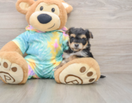 8 week old Yorkie Chon Puppy For Sale - Lone Star Pups