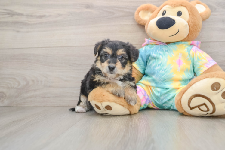 Best Yorkie Chon Baby