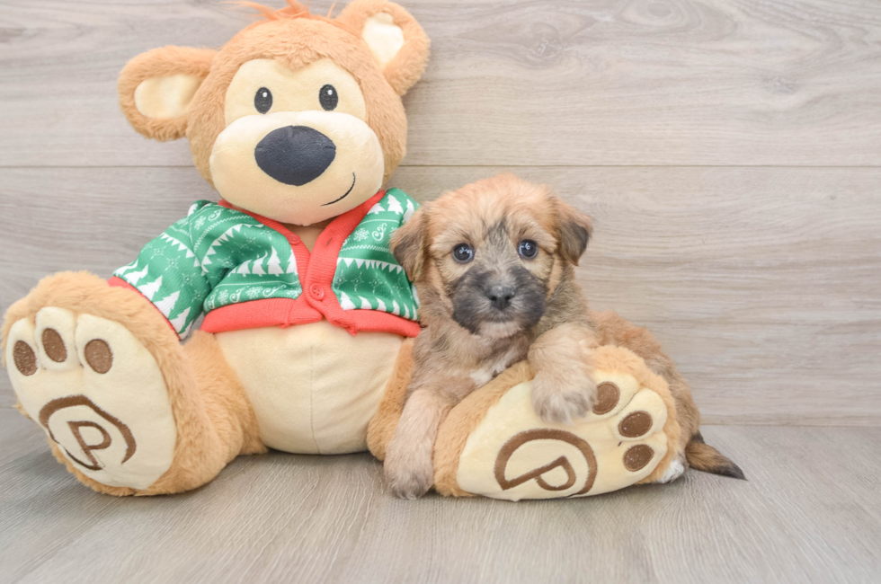 5 week old Yorkie Chon Puppy For Sale - Lone Star Pups