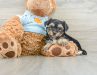 7 week old Yorkie Chon Puppy For Sale - Lone Star Pups