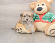 6 week old Yorkie Chon Puppy For Sale - Lone Star Pups