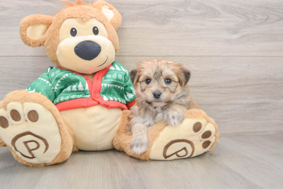 Yorkie Chon Puppy for Adoption