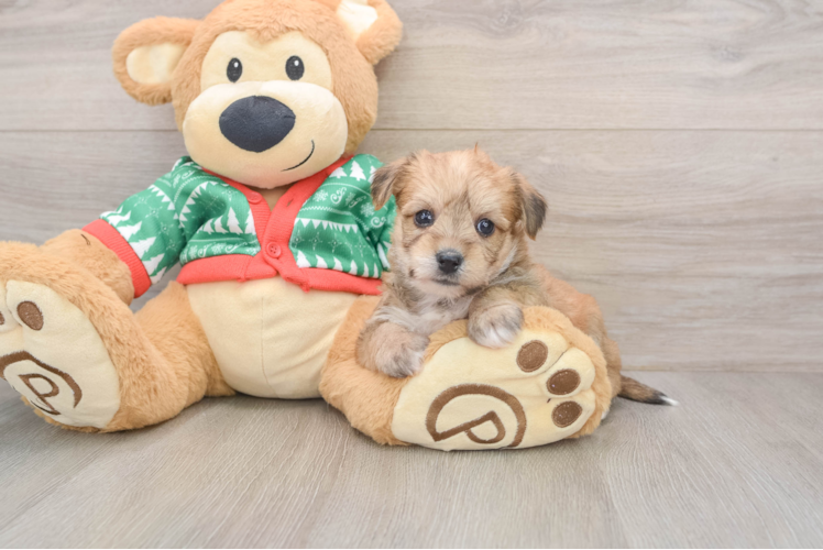 Petite Yorkie Chon Designer Pup