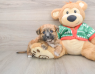 8 week old Yorkie Chon Puppy For Sale - Lone Star Pups