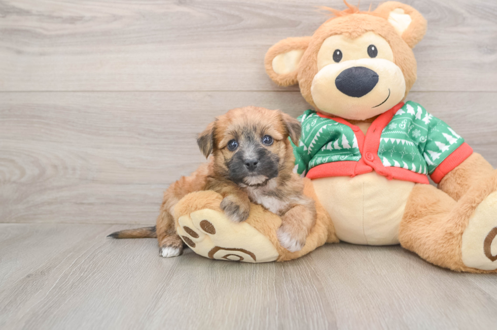 5 week old Yorkie Chon Puppy For Sale - Lone Star Pups