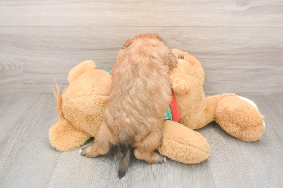 Adorable Yorkshire Frise Designer Puppy