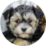 Yorkie Chon Puppy For Sale - Lone Star Pups