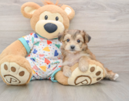 5 week old Yorkie Chon Puppy For Sale - Lone Star Pups