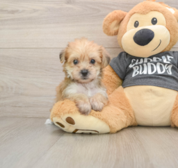 5 week old Yorkie Chon Puppy For Sale - Lone Star Pups