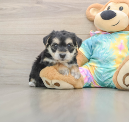5 week old Yorkie Chon Puppy For Sale - Lone Star Pups